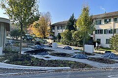 Baumpflanzung bei der zertifizierten Wohnsiedlung in Thalwil im Herbst 2024