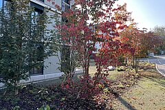 Wildstaudenrabatte mit mehrheitlich einheimischen Gehölzen bei der zertifizierten Wohnsiedlung in Thalwil im Herbst 2024
