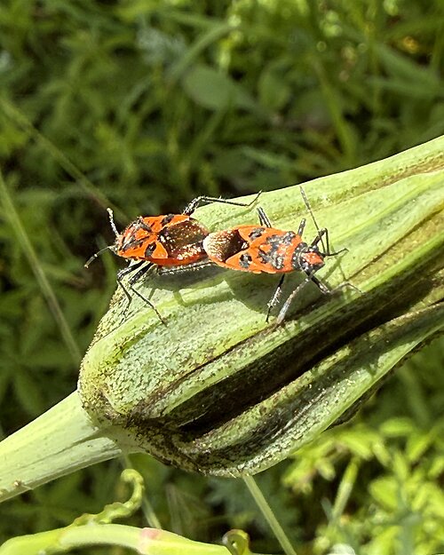 [Translate to English:] Zimtwanzen bei der Paarung auf Naturfläche Wasenbächli