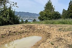 August 2025: newly created amphibian pond with deer tracks
