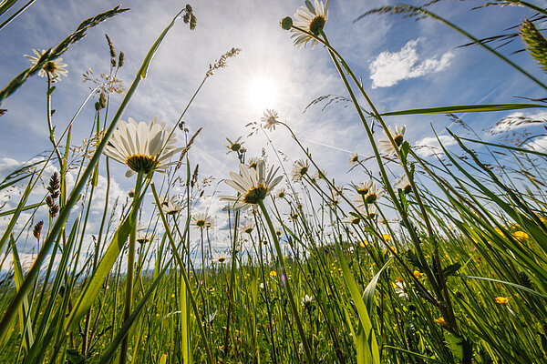 Blumenwiese Pfäffikon 