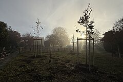 Pflanzung von einheimischen Bäumen und Sträuchern, November 2025