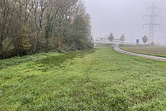 Ausgangszustand: feuchte Fettwiese im Herbst 2024