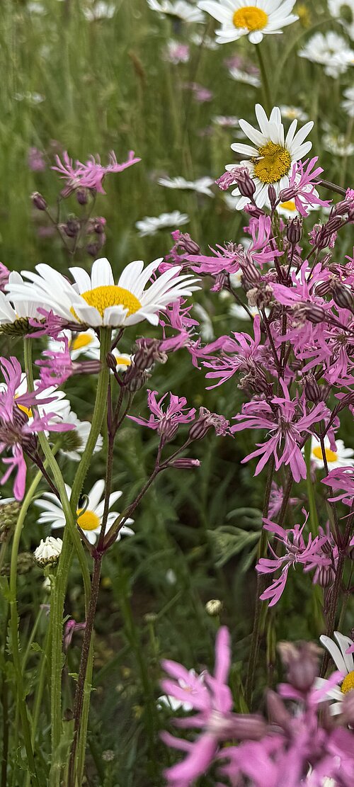 Detail picture of meadow in May 2026