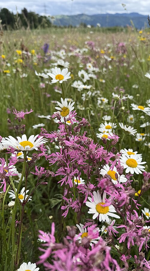 Detail picture of meadow in May 2026