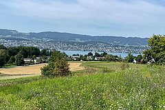 August 2025: new fromental flower meadow