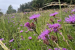A wide variety of flowers for butterflies, June 2026
