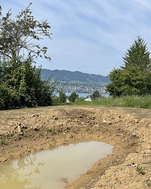 [Translate to English:] Temporäres Amphibiengewässer auf der Naturfläche Rotenstein in Küsnacht ZH